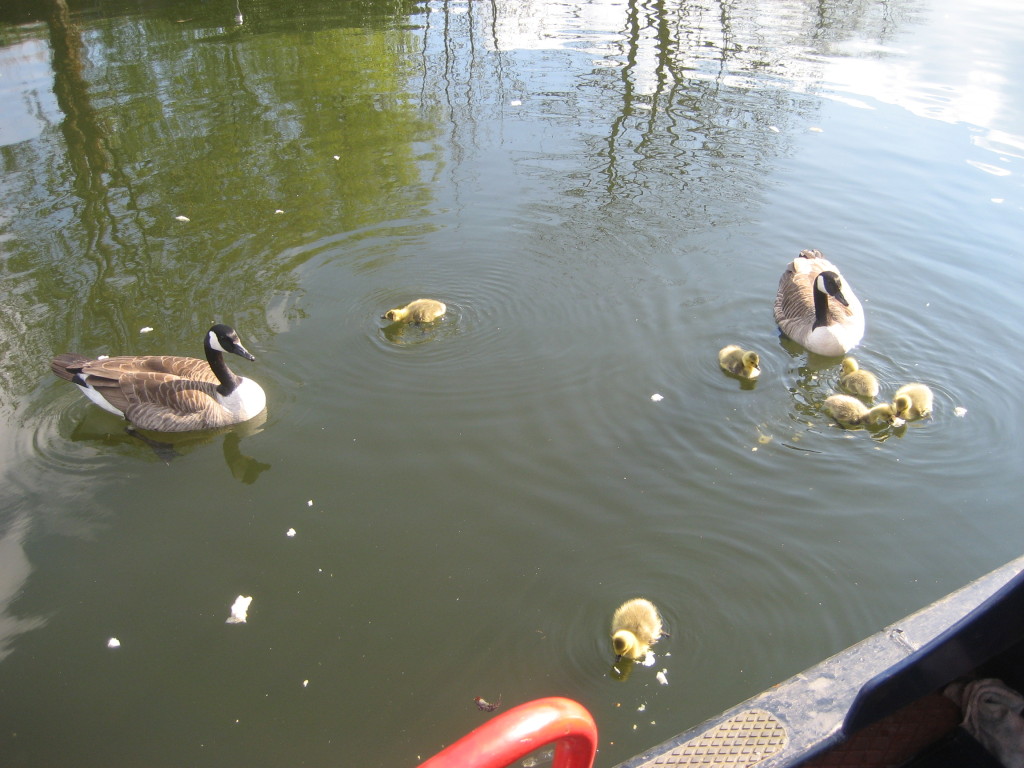 ducks family